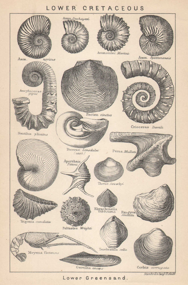 BRITISH FOSSILS. Lower Cretaceous - Lower Greensand. STANFORD 1907 old print